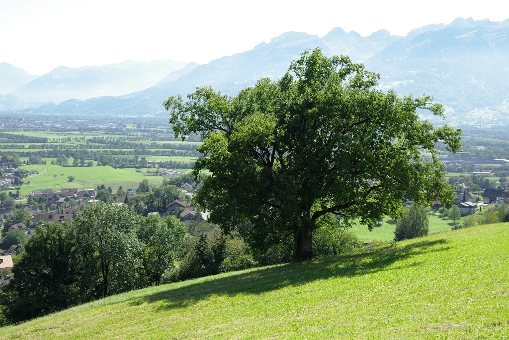 Baum