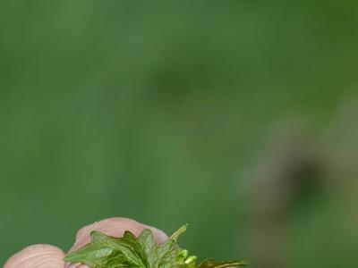 vorschaubild galerie