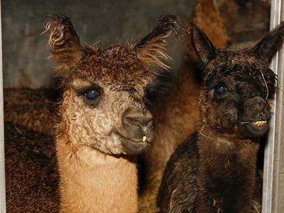 vorschaubild galerie